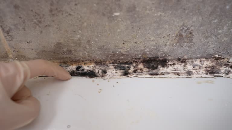 Best Mold Odor Removal Services  in Cowarts, AL